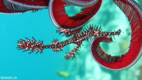 Solenostomus paradoxus, Harlekin-Geisterpfeifenfisch