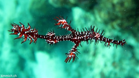 Solenostomus paradoxus, Harlekin-Geisterpfeifenfisch