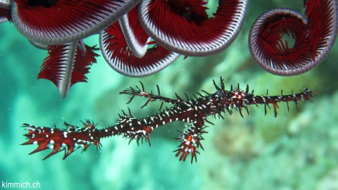 Solenostomus paradoxus, Harlekin-Geisterpfeifenfisch