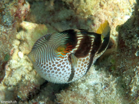 Canthigaster valentini, Sattel- Spitzkopfkugelfisch