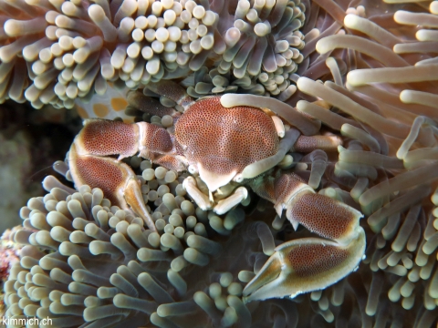 Neopetrolisthes maculatus, Fleckentupfen-Porzellankrebs, Anemonen-Porzellankrebs