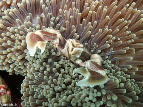 Neopetrolisthes maculatus, Fleckentupfen-Porzellankrebs, Anemonen-Porzellankrebs