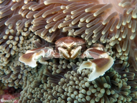 Neopetrolisthes maculatus, Fleckentupfen-Porzellankrebs, Anemonen-Porzellankrebs