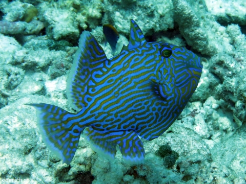 Pseudobalistes fuscus, Blaustreifen Drckerfisch