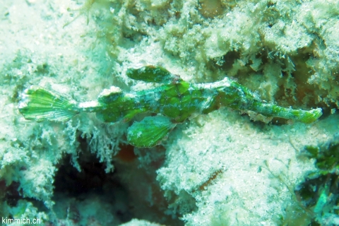 Solenostomus halimeda, Geisterpfeifenfisch