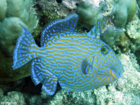 Pseudobalistes fuscus, Blaustreifen Drckerfisch