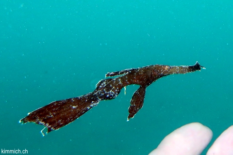 Solenostomus cyanopterus, Robuster Geisterpfeifenfisch