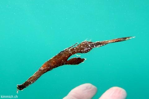 Solenostomus cyanopterus, Robuster Geisterpfeifenfisch