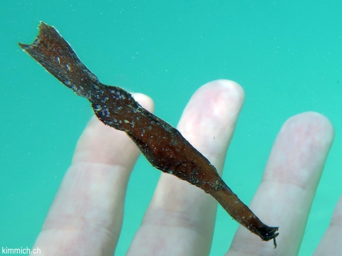 Solenostomus cyanopterus, Robuster Geisterpfeifenfisch