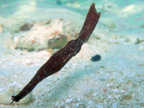 Solenostomus cyanopterus, Robuster Geisterpfeifenfisch