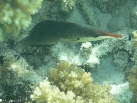 Gomphosus varius, Langnasen-Lippfisch