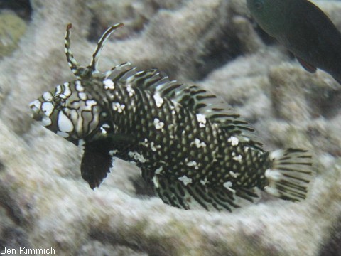 Novaculichthys taeniourus, B umchen Lippfisch