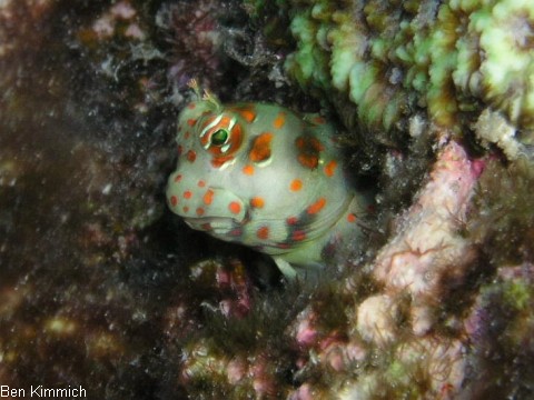 Blenniella chrysospilos, Rotpunkt-Schleimfisch