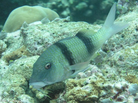 Parupeneus bifasciatus, Doppelsattel-Meerbarbe