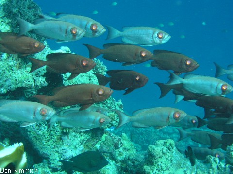 Priacanthus hamrur, Groaugenbarsch