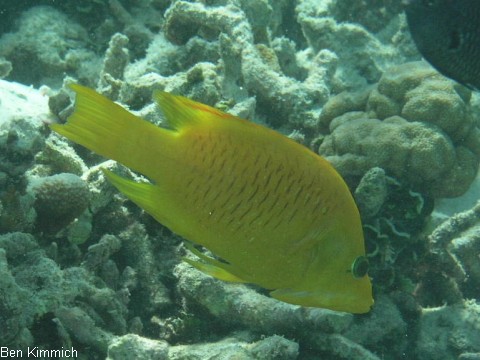 Epibulus insidiator, St lpmaul Lippfisch