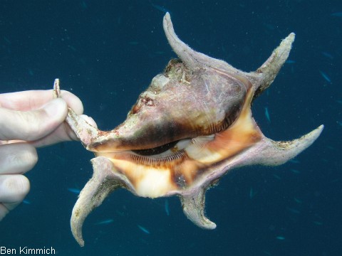 Lambis, Flgelschnecke