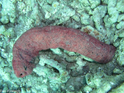 Holothuria edulis, Rosafarbene Seegurke