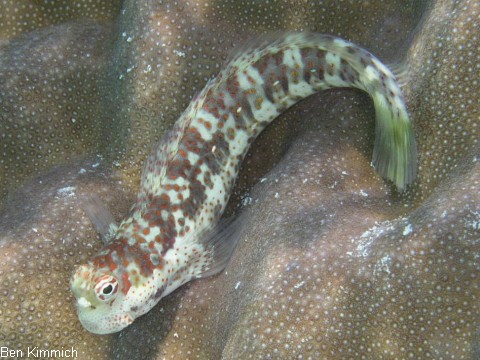 Blenniella paula, Blaugestrichelter Kammzahnschleimfisch