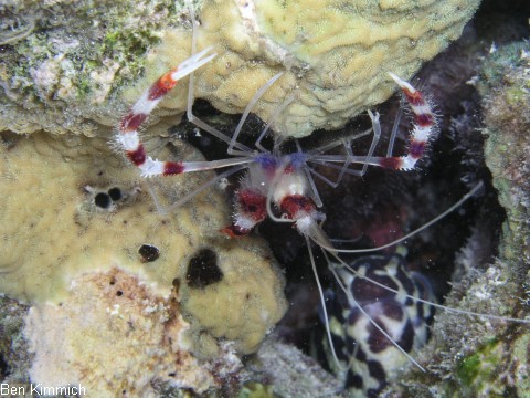 Stenopus hispidus, Geb nderte Scherengarnele