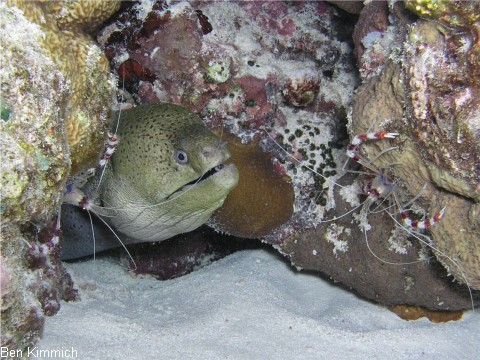 Gymnothorax javanicus, Riesenmurne