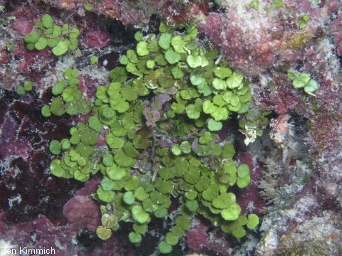 Halimeda copiosa, Alge