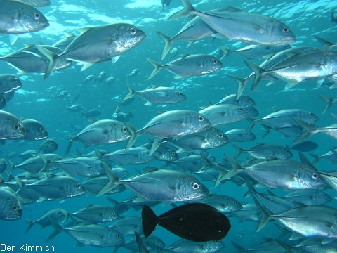 Caranx sexfasciatus, Groaugen-Stachelmakrele