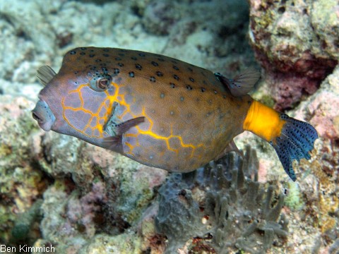 Ostracion cubicus, gew hnlicher Kofferfisch