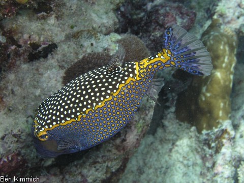 Ostracion meleagris, Wei t fpel-Kofferfisch M nnchen