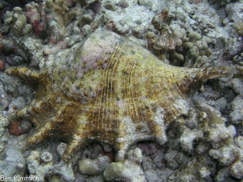 Lambis, Flgelschnecke