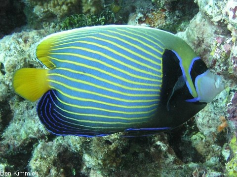 Pomacanthus imperator, Imperator Kaiserfisch