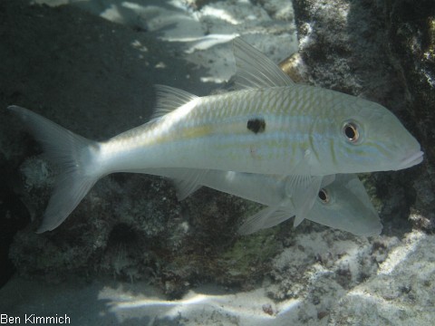 Mulloidichthys flavolineatus, Seitenfleck bzw. Gelbstreifen Meerbarbe