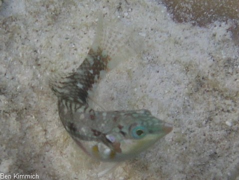 Halichoeres Octocyodon nebulosus, Kirschflecken-Lippfisch