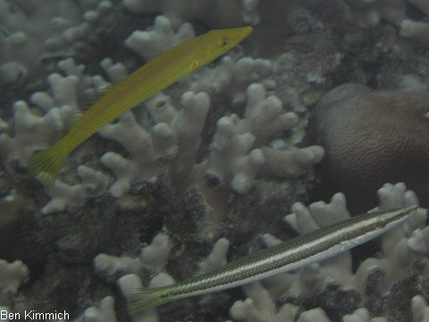 Cheilio inermis, Zigarrenlippfisch