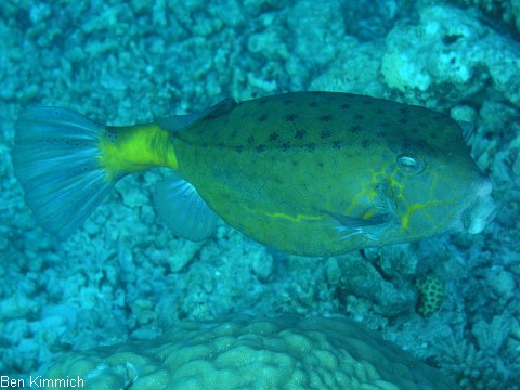 Ostracion cubicus, gew hnlicher Kofferfisch