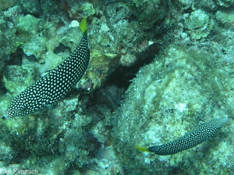 Anampses meleagrides, Gelbschwanz-Perllippfisch