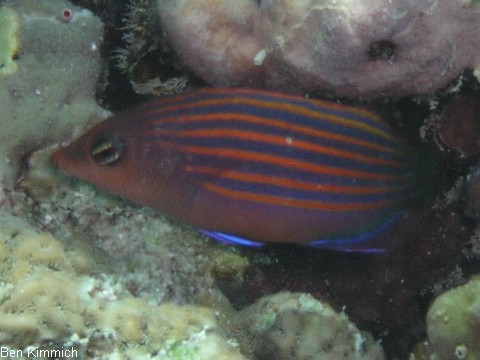 Pseudocheilinus hexataenia, Sechsstreifen-Lippfisch