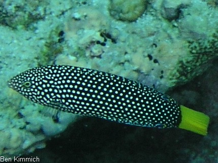 Anampses meleagrides, Gelbschwanz-Perllippfisch