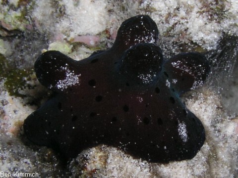 Coriocella hibyae, Samtschnecke oder Malediven-Schwammschnecke