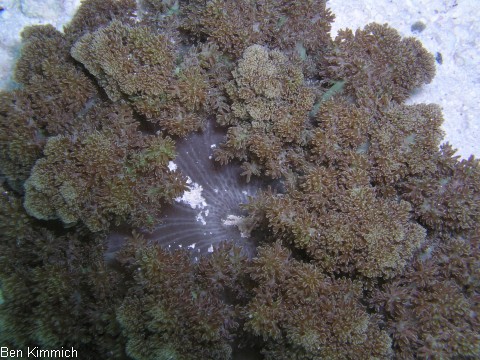 Actinodendron arboreum, Bumchen-Anemone