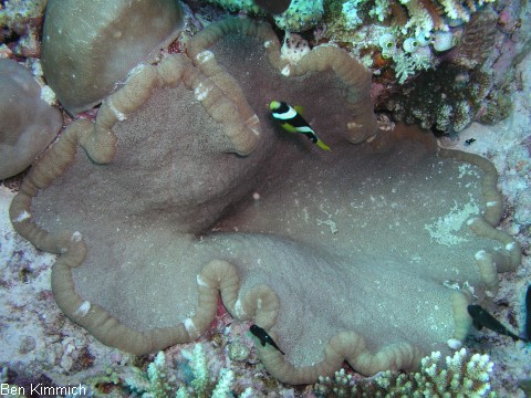 Cryptodendrum adhaesivum - Noppenrand-Anemone