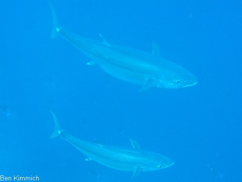 Thunnus albacares, Gelbflossen-Thun