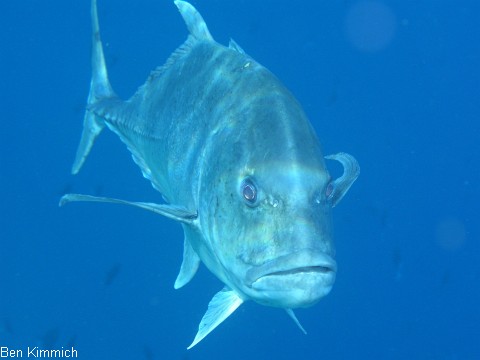 Caranx ignobilis, Dickkopf-Stachelmakrele