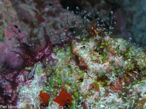 Halocordyle disticha, kollonialer Hydroid