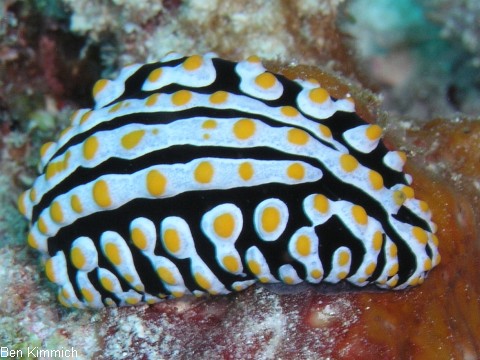 Phyllidia varicosa, Warzenschnecke