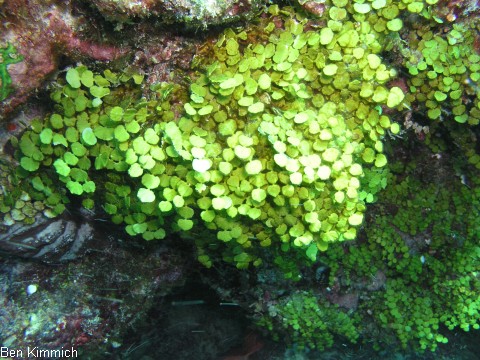 Halimeda copiosa, Alge