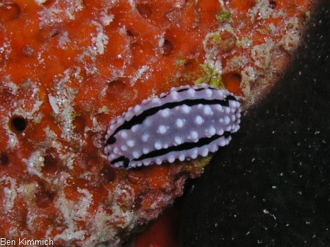 Phyllidiella rudmani, Warzenschnecke