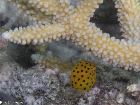 Ostracion cubicus, gew hnlicher Kofferfisch