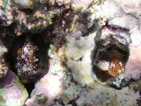 Cypraea caputserpentis, Schnecke