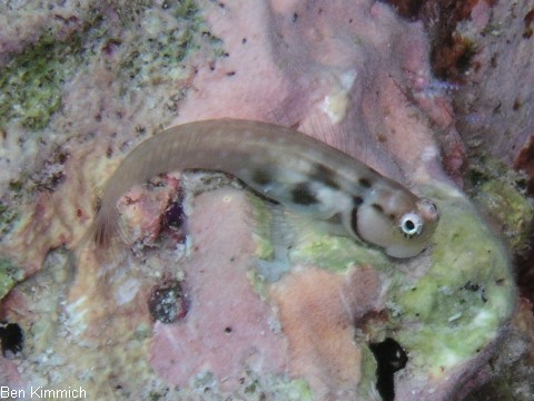 Ecsenius yaeyamaensis, Yaeyama Blenny